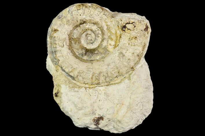 Fossil Ammonite (Hildoceras)- England #110802